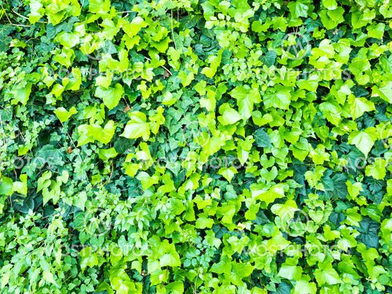 background of green leaves of ivy