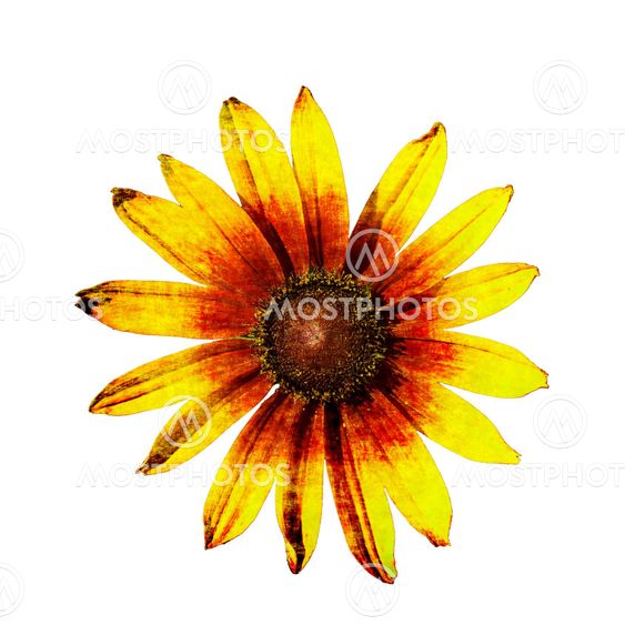 Petals with effect,digital painting.