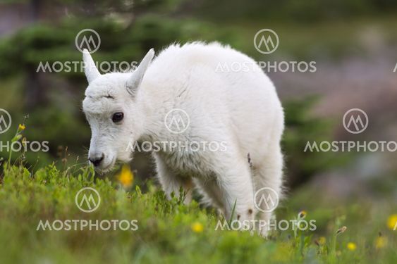 Baby Mountain Goat Grazing