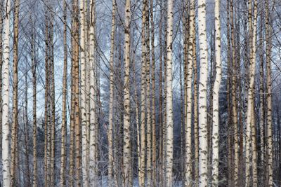  Birch forest