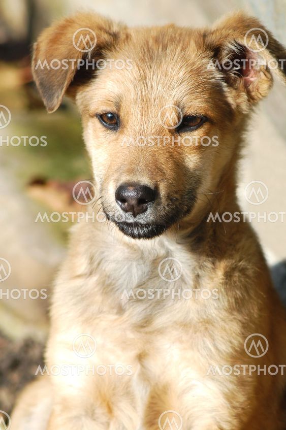 little cute puppy