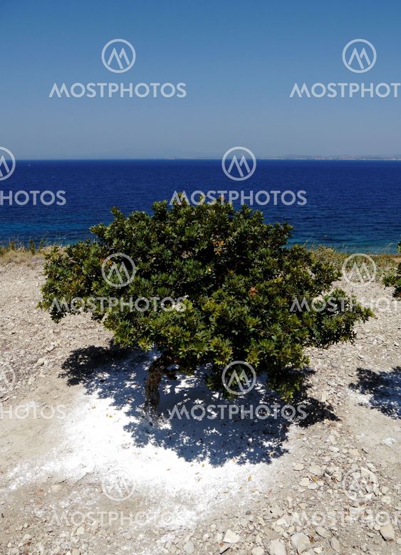 mastic tree with aegean ocean behind