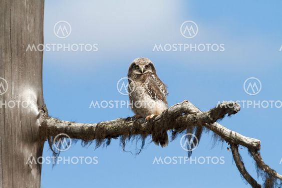 Juvenile Northern hawk-owl