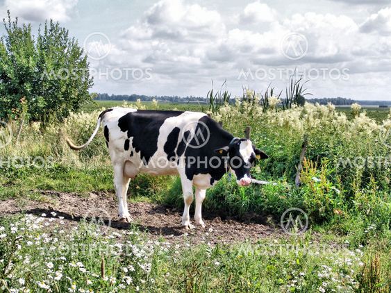 cow