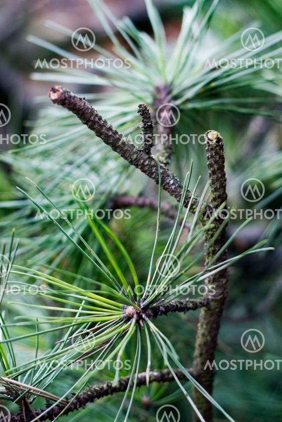 Close up of coniferous branches