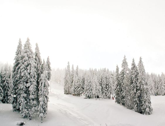 winter landscape