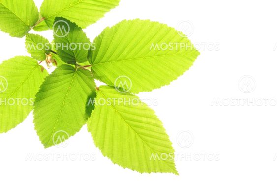isolated leaves