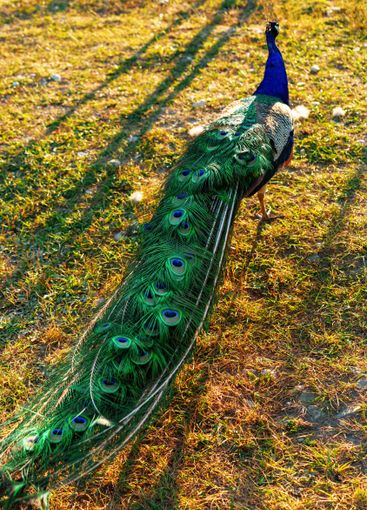Vibrant peacock displaying its colorful feathers in a...