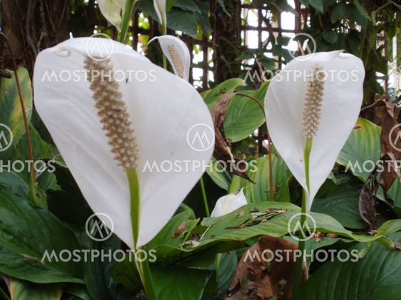 Triffids!
