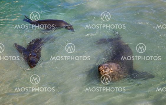 Cape Fur Seals