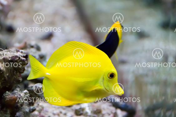 Zebrasoma yellow tang fish