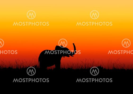 Elefant