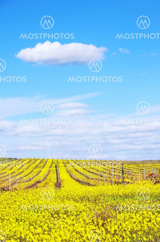 vineyard in autumn , Portugal