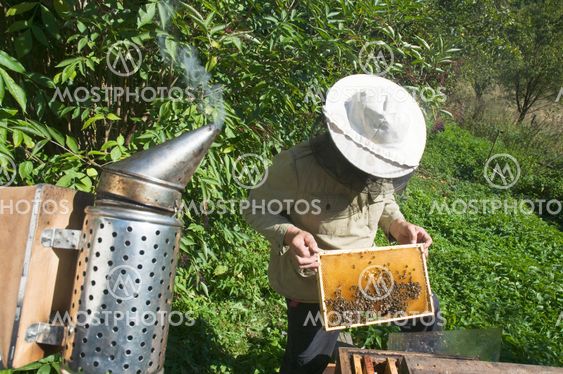 Beekeeper holding a honeycomb