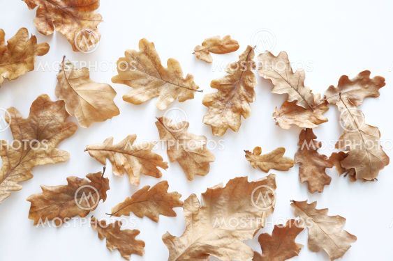 Dried autumn oak leaves on a white background. Natural...