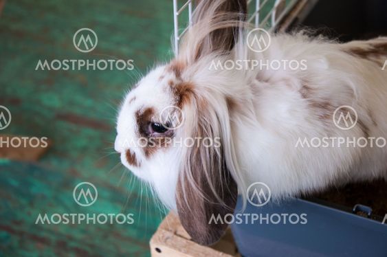Angora lop-eared rabbit