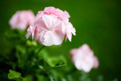 Pink pelargonium