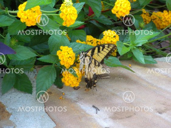 butterfly on flowers