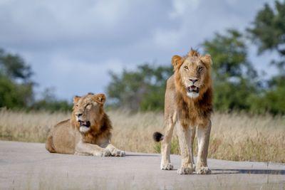 Two Lion brothers on the road.
