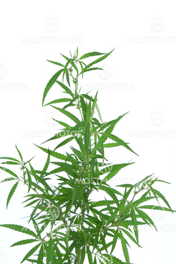 Cannabis plant.