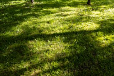 beautiful fresh grass in bright sunlight