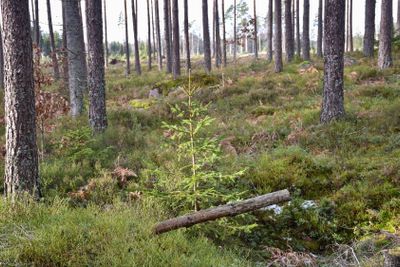 Liten granplanta i en tallskog