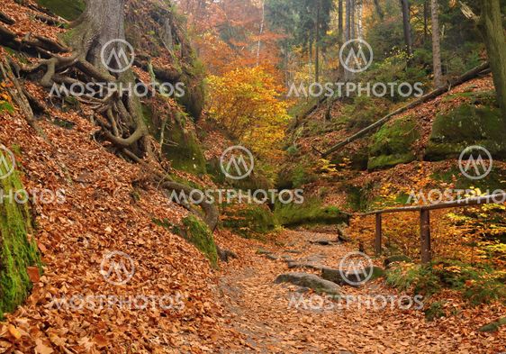 Autumn forest