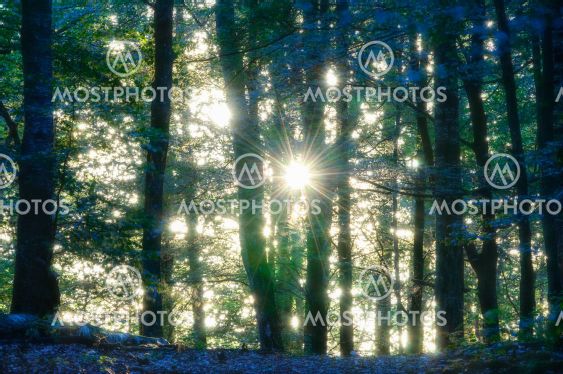 Sunlight through trees in forest, Rådasjön Naturreservat,