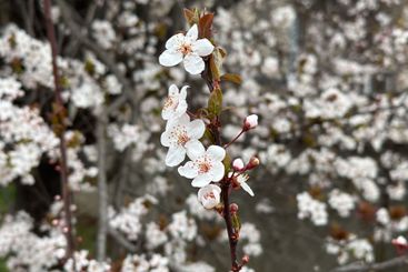 Dense white blossoms covering tree branches in spring....