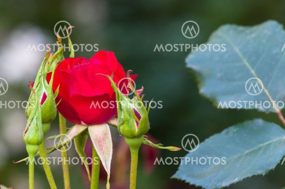 Little rose in a garden