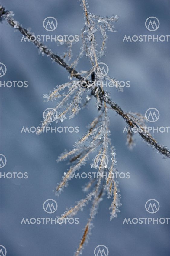 Frost-nipped straw