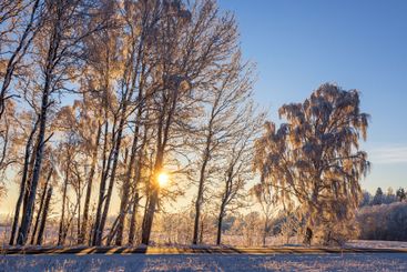 Sun shining through the branches in a tree grove by a...