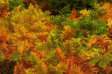 Plants, growth or nature with ferns in park or garden...