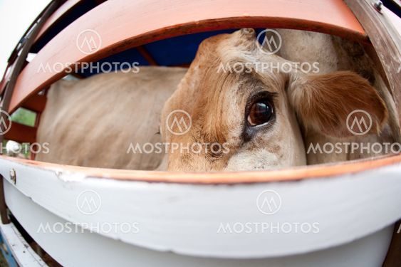 Cow on panel truck