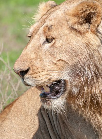 Portrait of a Male Lion