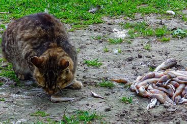 Domestic gray cat eats small fish, gobies