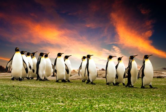 March of the Penguins