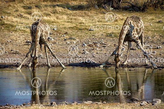 two drinking giraffe at waterhole at etosha national park namibia africa