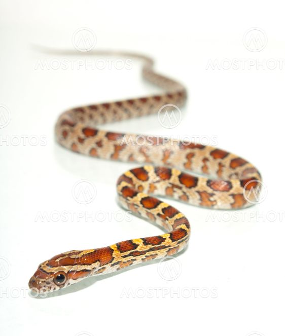 Corn snake isolated