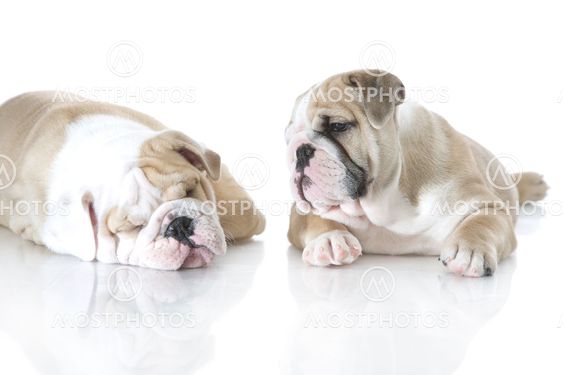 Cute english bulldog puppies isolated