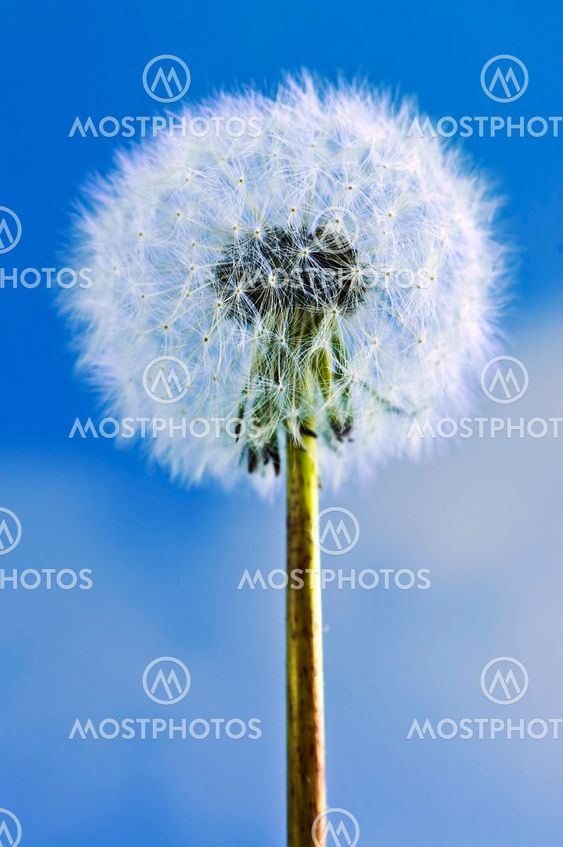 Dandelion