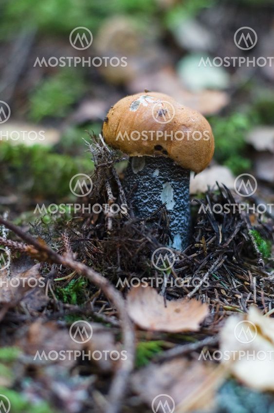 Closeup of orange-cup boletus (Leccinum Aurantiacum)
