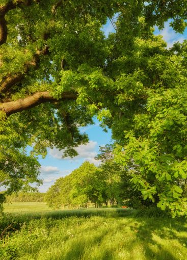 Forest, grass and landscape with trees, outdoor woods...