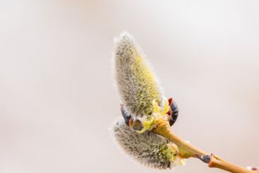 Nature awakes in spring. Blooming willow twigs and furry...