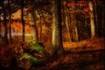 Burning color  in fall.