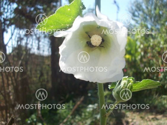 Small Bee Taking Polen From White Flower
