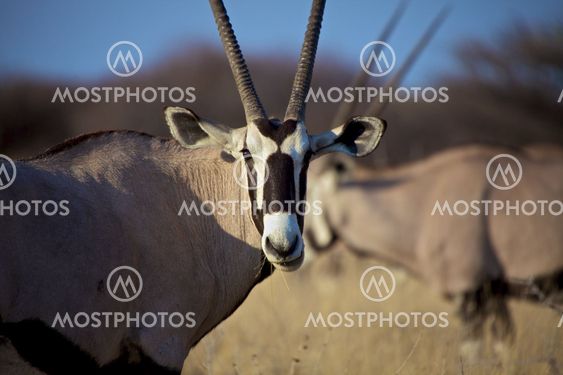 Oryx close-up in Etosha National Park Namibia