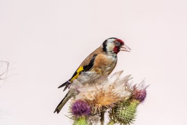 European goldfinch, feeding on the seeds of thistles....