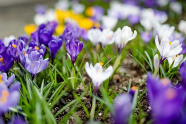 Blooming crocus flowers in the park. Spring landscape.