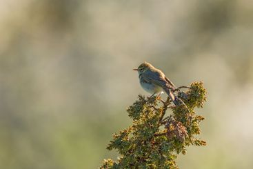 Willow warbler on a juniper bush in spring